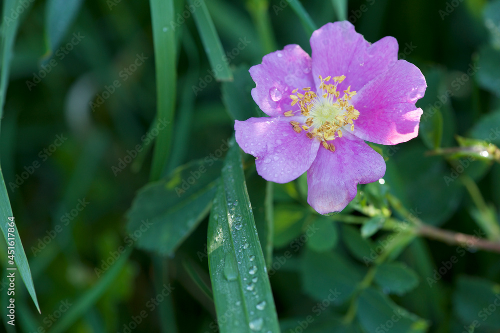 Wild pink rose with early morning dew drops Wild pink rose with early morning dew drops