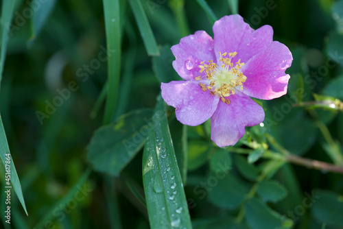 Wild pink rose with early morning dew drops