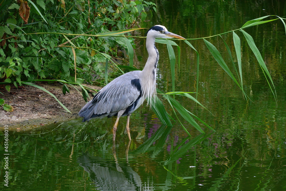 Fototapeta premium great blue heron ardea cinerea