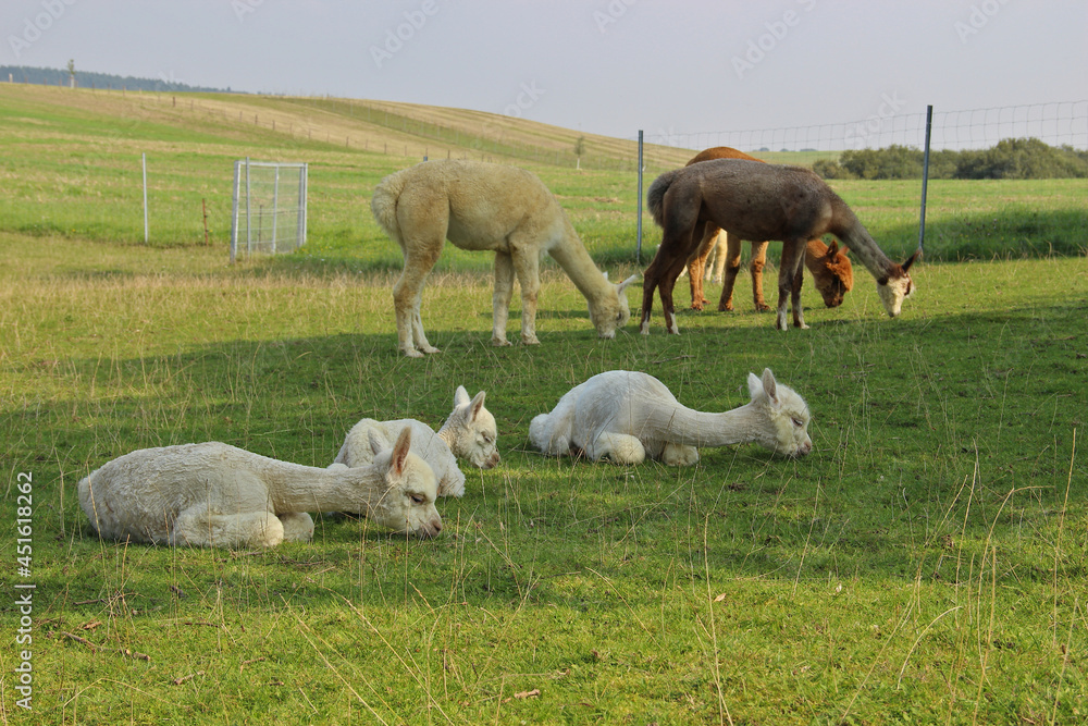 Alpaka Alttiere und Jungtiere auf grüner Wiese Alpaka Alttiere und Jungtiere auf grüner Wiese