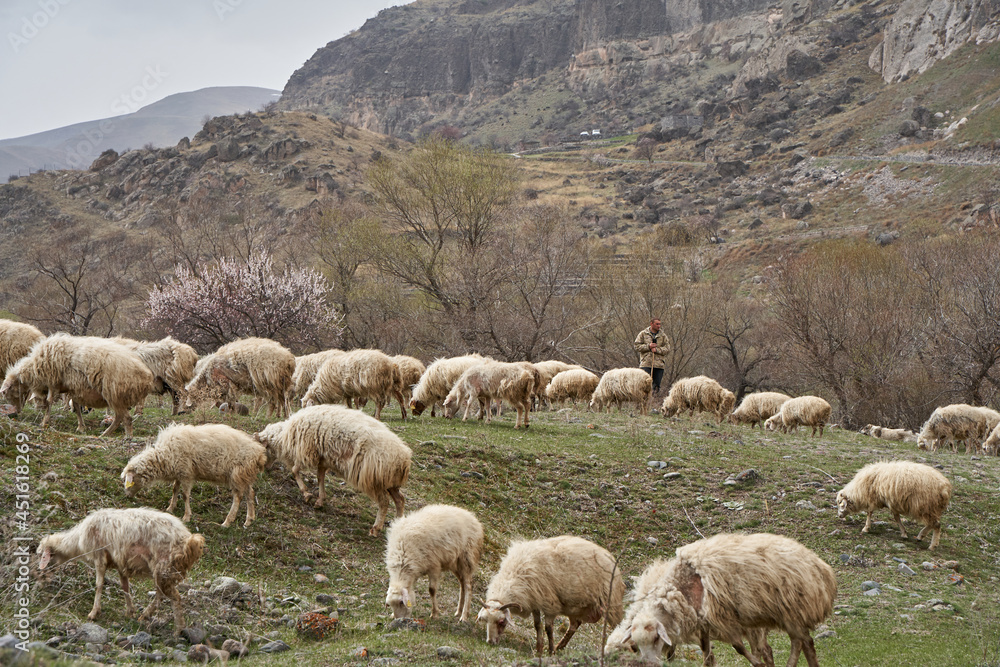 Fototapeta premium A flock of sheep grazes in a meadow in the mountains