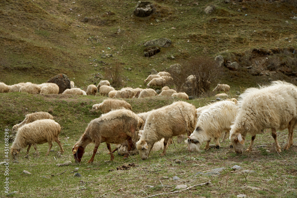 Fototapeta premium A flock of sheep grazes in a meadow in the mountains