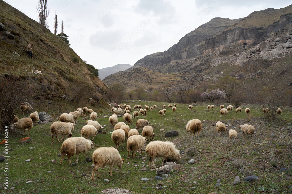 Fototapeta premium A flock of sheep grazes in a meadow in the mountains