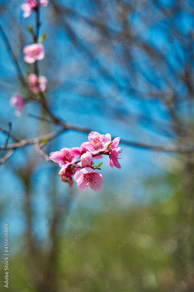 Cherry blossoms. Pink flowers on a tree branch Cherry blossoms. Pink flowers on a tree branch