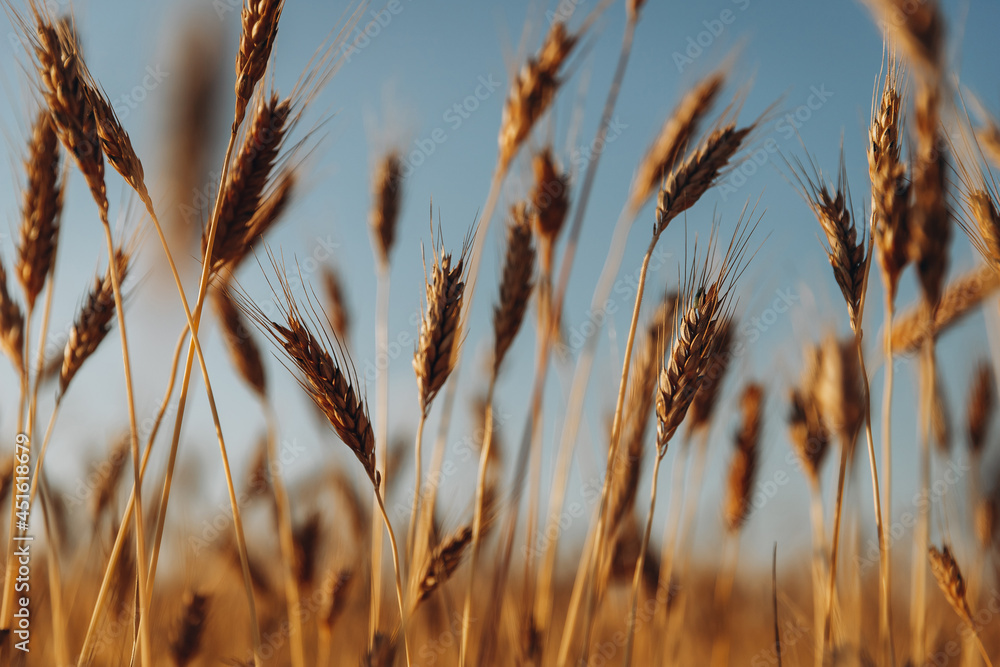 stylish photo of wheat ears on a background of fields with the sky, selective focus, evening stylish photo of wheat ears on a background of fields with the sky, selective focus, evening