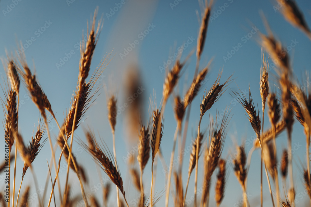 stylish photo of wheat ears on a background of fields with the sky, selective focus, evening