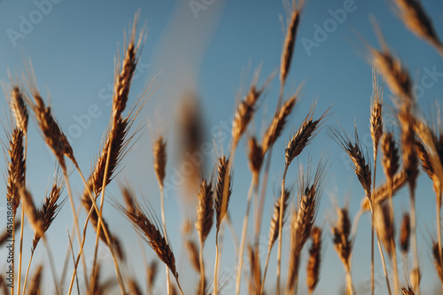 stylish photo of wheat ears on a background of fields with the sky, selective focus, evening