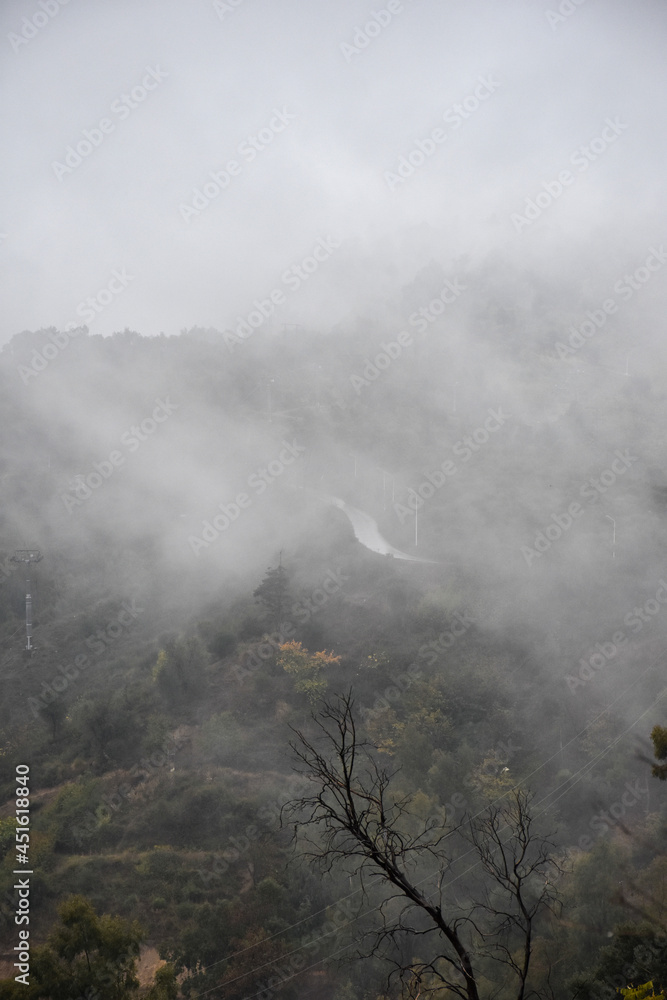 Top view of foggy forest in Chrea National Park, Blida, Algeria.