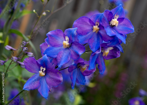 blue flowers in the garden in summer day