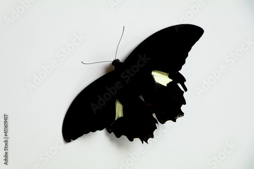 Black colored butterfly with a cream spot on its wings against white background photo
