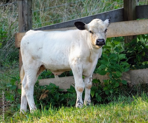 English White Bovine Calf in a Green Grass Field