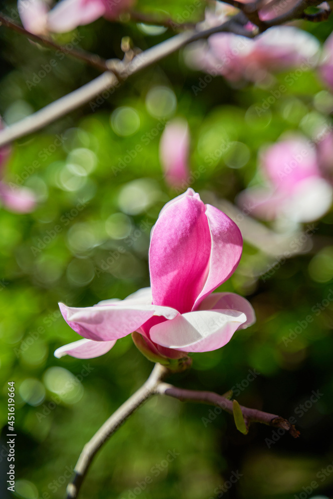 Obraz premium Blooming pink flowers of Mongolia in the park