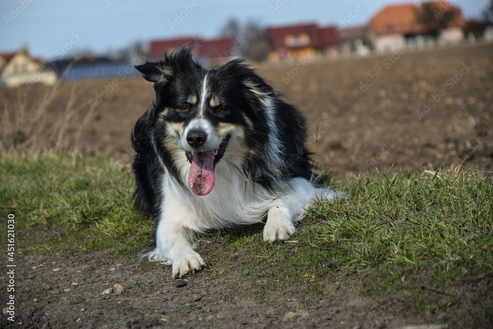 Border collie is laying on nature road. He is so cute and has funny face
