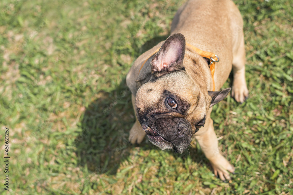 Fototapeta premium brown french bulldog play on the green grass playground and being happy