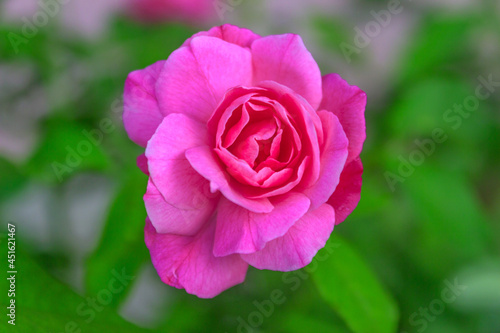 a new rose will bloom with a pink color and a blurry green leaf background
