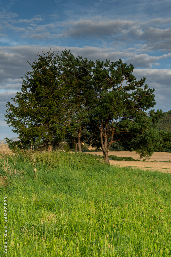 Obraz premium Aussichten vom Wanderweg zum Grossen Picho- Oberlausitz