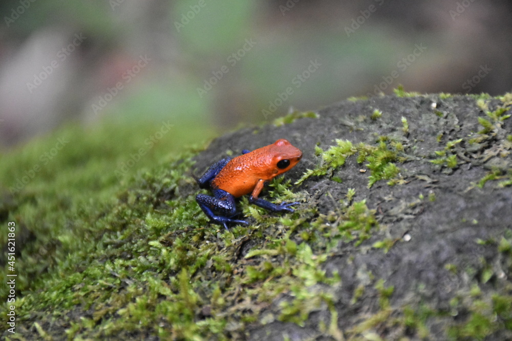 Blue jeans- Oophaga pumilio in Costa Rica Blue jeans- Oophaga pumilio in Costa Rica