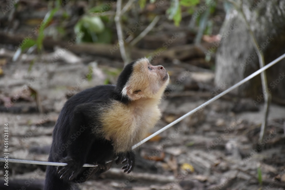 Capuchin. Cebus capucinus in Costa Rica Capuchin. Cebus capucinus in Costa Rica