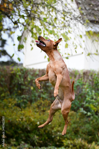 Brown dog is jumping in autumn nature. He is so cute dog.