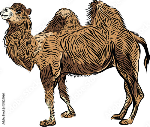 Bactrian camel hand drawn sketch