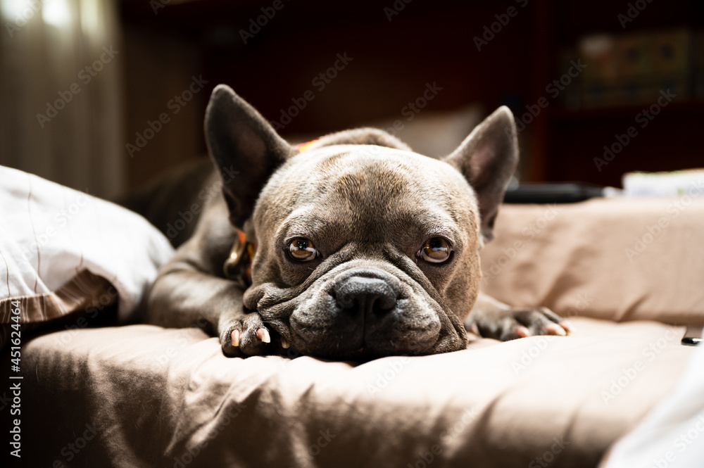 French bulldog lying in bed, close to sleeping