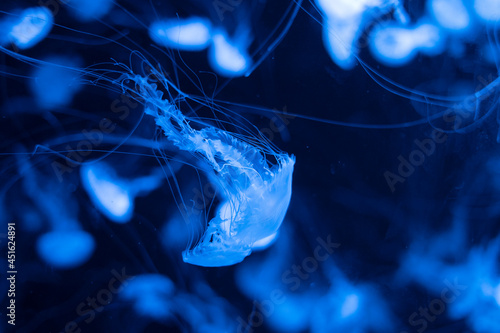 jellyfish in the water