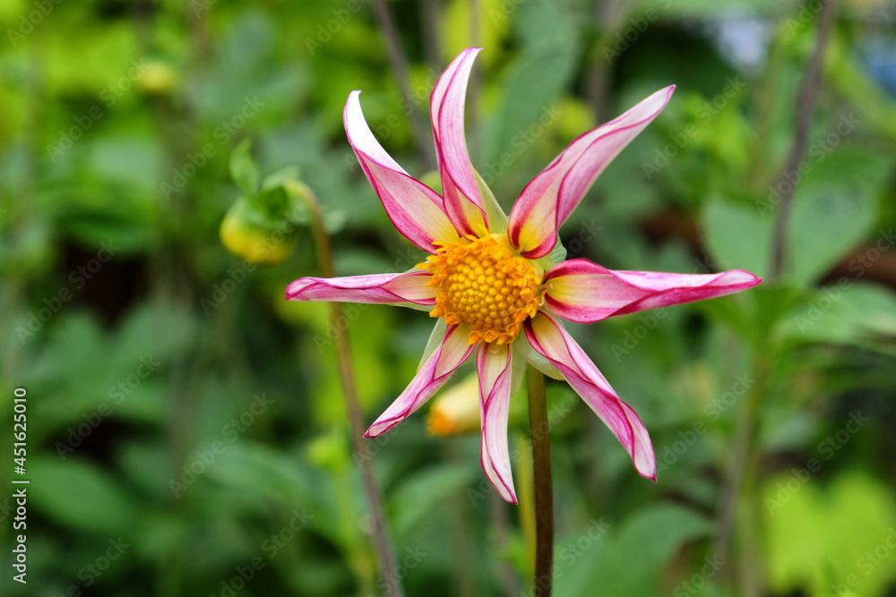 Fototapeta premium Dahlia 'Midnight star' in flower