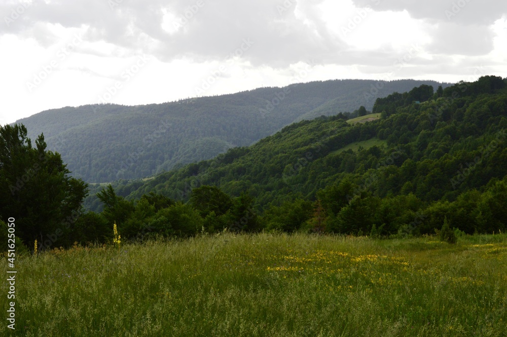 landscape on the mountain in summer