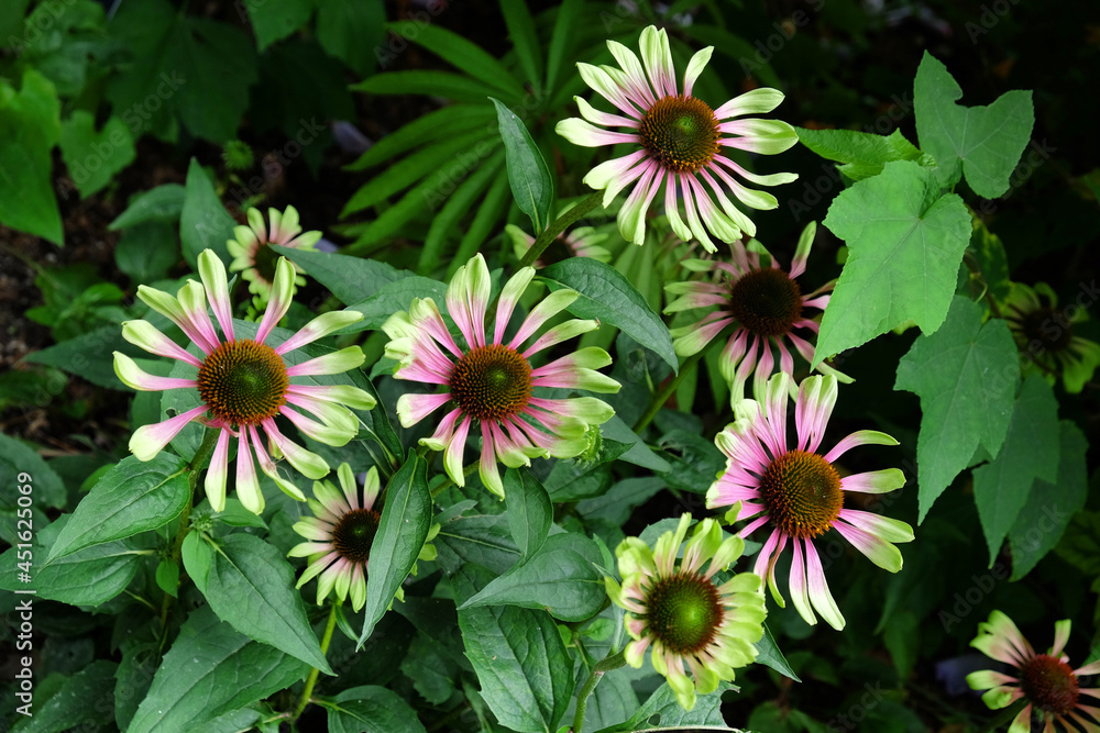 echinacea purpurea 'green twister' in flower echinacea purpurea 'green twister' in flower