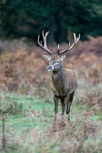 Red deer stag with autumnal bracken in the background. He is looking after his hinds  females  and will fight other stags for breeding rights with the hinds