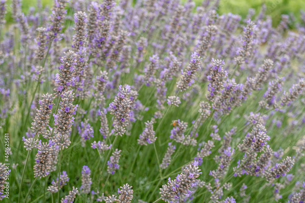 Naklejka premium bush of lavender flowers field close-up. Lavender perfume. Natural floral background