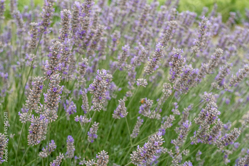 bush of lavender flowers field close-up. Lavender perfume. Natural floral background