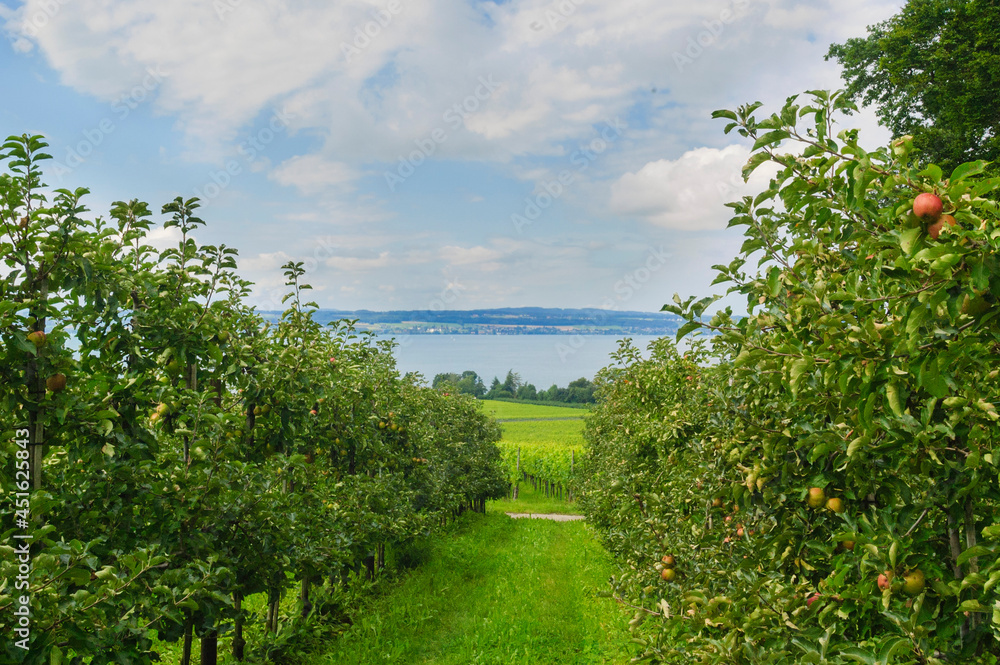 Apple trees with beautiful village and lake in the background