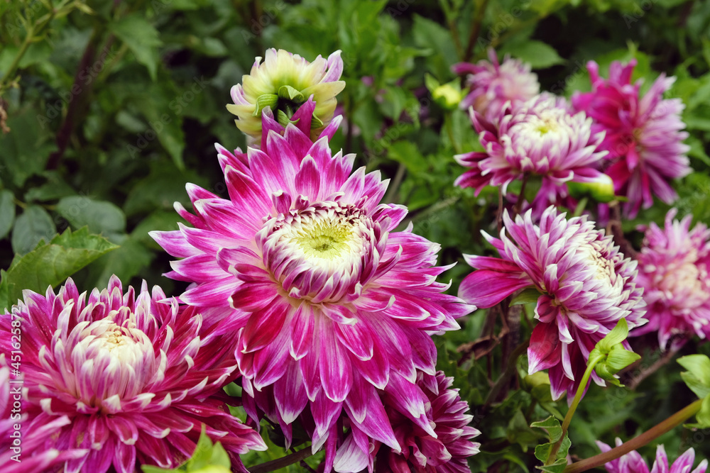 Dinner plate Dahlia 'Vancouver' in flower Dinner plate Dahlia 'Vancouver' in flower