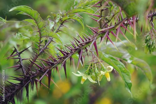 фотографія Solanum atropurpureum, commonly known as malevolence plant