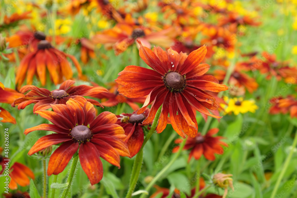 Rudbeckia 'Autumn Colours' in flower Rudbeckia 'Autumn Colours' in flower