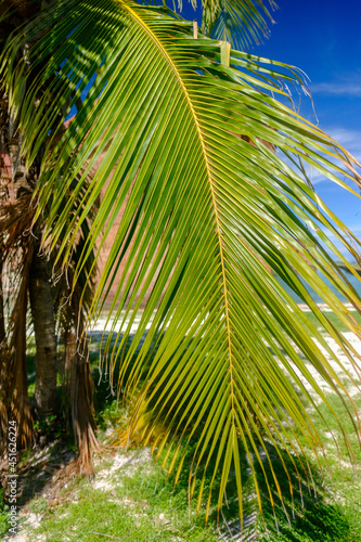 Coconut Palm trees in the Florida Keys