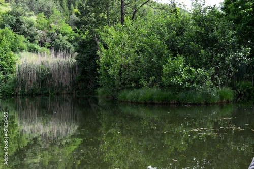 a green reflection of the plants in the lake