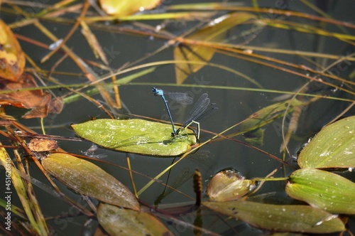 two dragonflies in love on a leaf on a lake