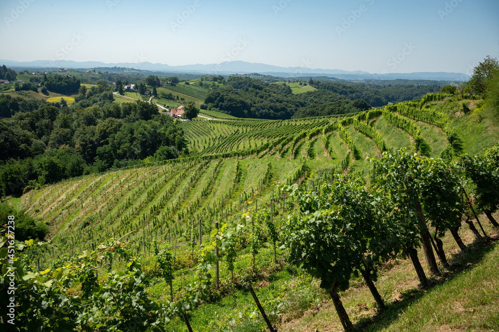 Green vineyards in Slovenia wine region Jeruzalem