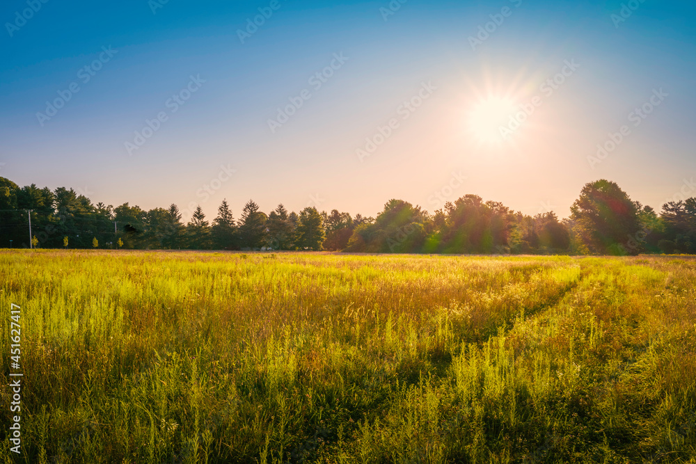 Obraz premium Bright sun rising over the green wild plant's meadow