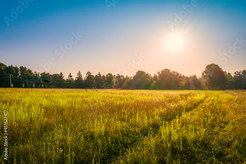Bright sun rising over the green wild plant s meadow