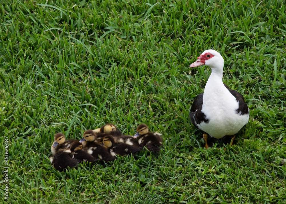 Proud mother muscovy duck with white, black, and red markings is proudly looking over her group of brown and yellow ducklings on green grass. Proud mother muscovy duck with white, black, and red markings is proudly looking over her group of brown and yellow ducklings on green grass.