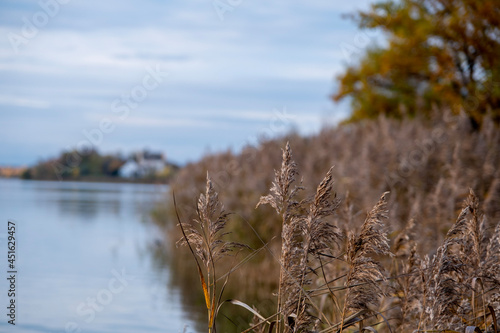 Fototapeta Naklejka Na Ścianę i Meble -  reeds in the water