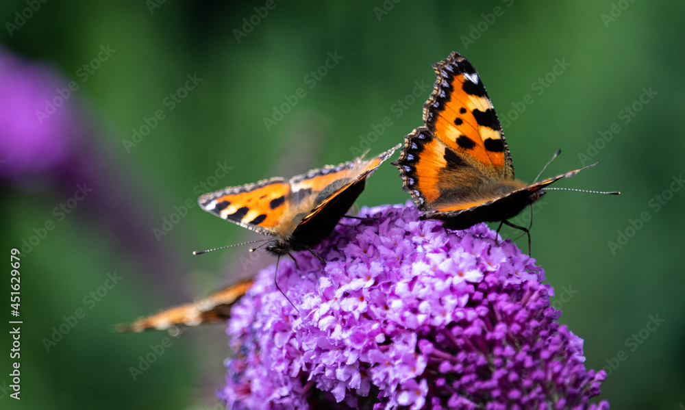 drei Schmetterlinge (Kleiner Fuchs) auf Flieder