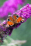 Schmetterling (Tagpfauenauge) auf Flieder
