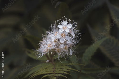 White flower 