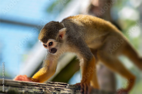 Photography Squirrel monkey on tree