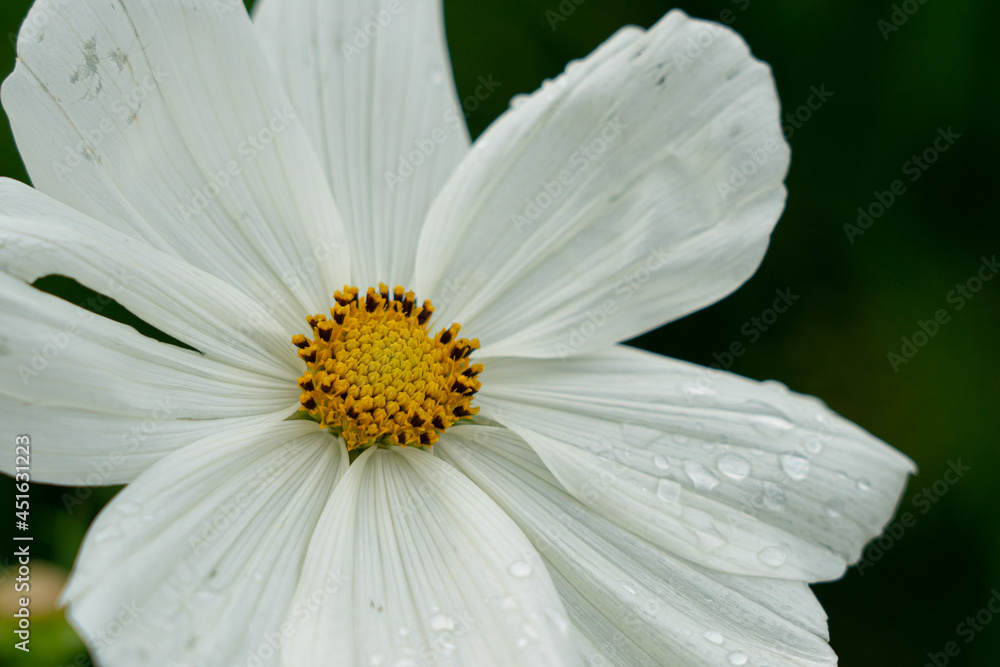 Fototapeta premium white daisy flower