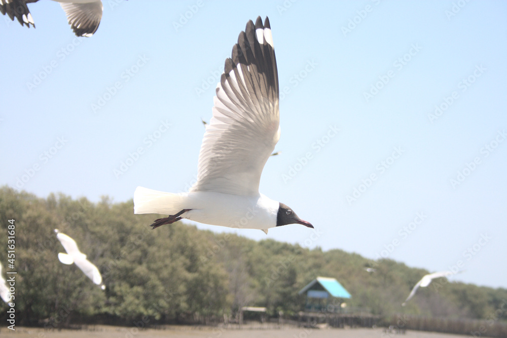Seagull birds flying beyond the sea Seagull birds flying beyond the sea